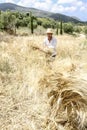 Farmer doing traditional wheat harvest in Greece.