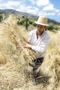 Farmer doing traditional wheat harvest in Greece.