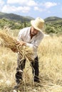 Farmer doing traditional wheat harvest in Greece.