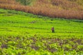 the Farmer doing vegetable farm in the morning