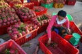 Farmer, dragon fruit, dragonfruit, trader Royalty Free Stock Photo