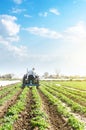 A farmer drives a tractor across potato plantation field. Processing and cultivation of soil. Improving quality of ground to allow