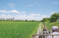 Farmer driving farm tractor or farmer`s truck through green young rice field on lovely tropical sunny day with blue sky.