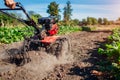Farmer driving small tractor for soil cultivation and potato digging. Autumn harvest potato picking Royalty Free Stock Photo