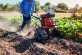 Farmer driving small tractor for soil cultivation and potato digging. Autumn harvest potato picking Royalty Free Stock Photo