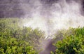 Farmer driving tractor spraying pesticide and insecticide on lemon plantation in Spain. Weed insecticide fumigation. Organic