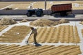 A farmer is drying coffee beans in the sun.