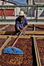 A farmer is drying coffee beans in the sun.