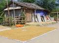 Farmer drying rice grains harvest sunshine, Lac village, Vietnam Royalty Free Stock Photo