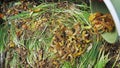 Farmer dumps organic waste into a compost pit