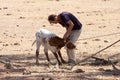 A farmer is earmarking a calf, Alentejo, Portugal