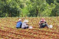 Farmer eating lunch on the field