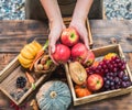 Farmer with eco fruit and vegetables in Autumn. Agricultural on harvest cornucopia in fall season and thanksgiving