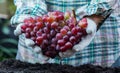 Farmer with eco grapes in Autumn. Agricultural on harvest cornucopia in fall season and thanksgiving