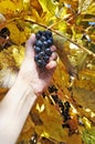 A farmer elderly man with his hand tears off a bunch of ripe small blue grapes from a yellow autumn plant Royalty Free Stock Photo