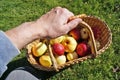 Farmer elderly man holding basket with ripe big yellow and red Royalty Free Stock Photo