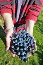 Farmer elderly woman holding ripe small blue grapes in hand Royalty Free Stock Photo