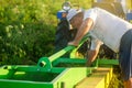 A farmer examines the process of digging up potato tubers with a digger machine. Extract root vegetables to surface. Farming Royalty Free Stock Photo