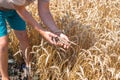 The farmer examines the ripe ears of wheat, holding in his hands. Harvest ready for harvest Royalty Free Stock Photo