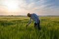 the farmer examines the young ears of rye in the field Royalty Free Stock Photo