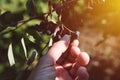 Farmer examining aronia berry fruit grown in organic garden