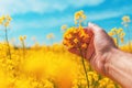 Farmer examining blooming canola rapeseed crops in field, closeup of hand Royalty Free Stock Photo