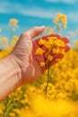 Farmer examining blooming canola rapeseed crops in field Royalty Free Stock Photo