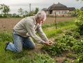 Farmer examining blooming strawberry Royalty Free Stock Photo