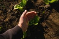 Farmer examining butterhead lettuce in organic garden