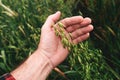 Farmer examining common oat (Avena Sativa) unripe crops in field, closeup of hand touching plant Royalty Free Stock Photo