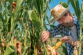 Farmer examining corn on the cob in field