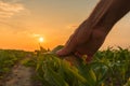 Farmer is examining corn crop plants in sunset