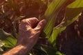 Farmer examining corn crops in field