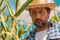 Farmer examining corn maize plants in field