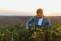 Farmer examining crops in soybean field at sunset using tablet Royalty Free Stock Photo