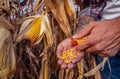 Farmer examining kernels from a corn cob in the corn field. Royalty Free Stock Photo