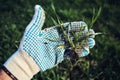 Farmer examining development of wheat crop seedling in field, closeup of hand holding small plant Royalty Free Stock Photo