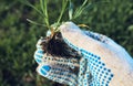 Farmer examining development of wheat crop seedling in field, closeup of hand holding small plant Royalty Free Stock Photo