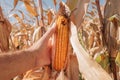 Farmer examining ear of corn with fusarium rot damage in field
