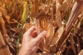 Farmer examining ear of corn with fusarium rot damage in field