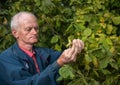 Farmer examining fresh hazelnuts