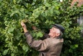 Farmer examining fresh hazelnuts