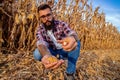 Farmer examining kernels from a corn cob in the corn field. Royalty Free Stock Photo