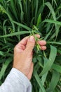 Farmer examining oat crops in field, close up of hand