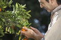 Farmer Examining Oranges On Tree In Farm