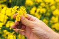 Farmer examining rapeseed blooming plants