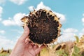 Farmer examining ripe sunflower head