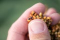 Farmer examining Sorghum bicolor crop in field