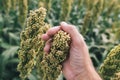 Farmer examining Sorghum bicolor crop in field