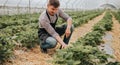 Farmer examining strawberry harvest in greenhouse